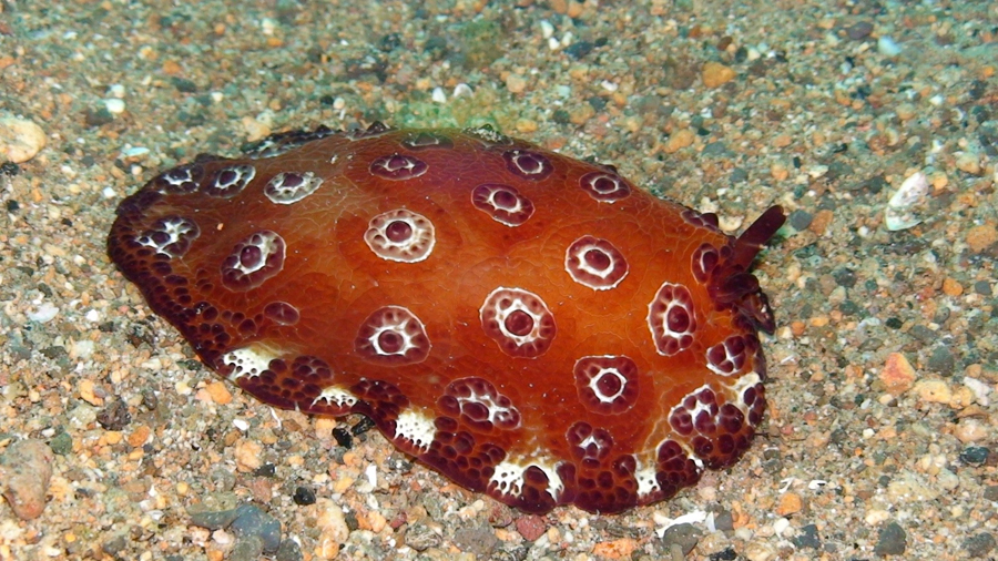 Pleurobranchus weberi